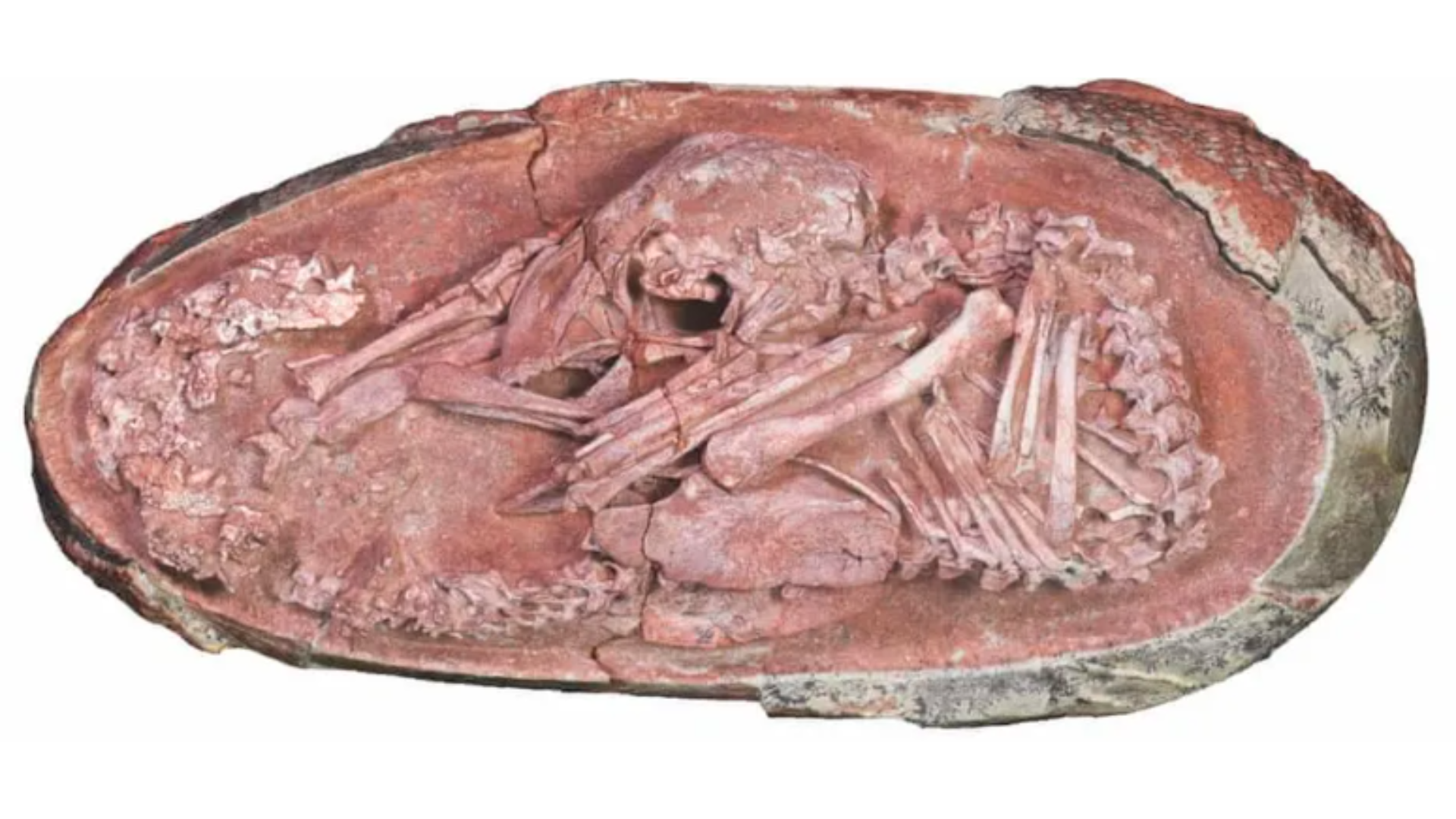A cross section of the Baby Yingliang dinosaur embryo in its egg. You can see the skeleton fossilized inside of a red, clay-like substance.