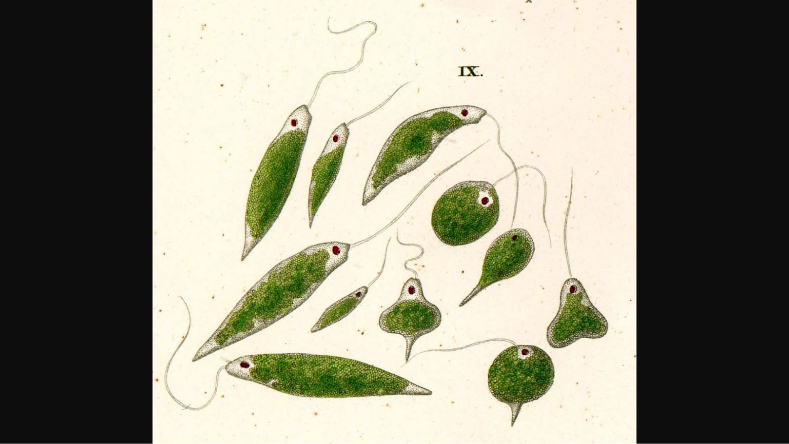 Portrait of Euglena viridis, from CG Ehrenberg, Die Infustionsthierhcen, 1838
