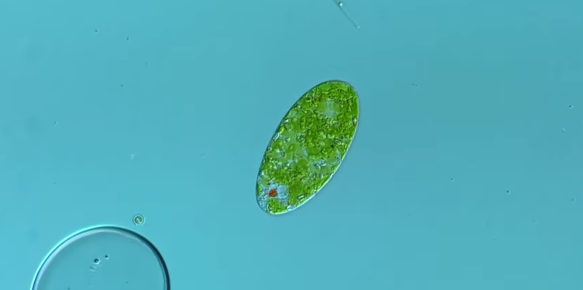 Screenshot of a YouTube video showing the encysting of a microscopic Euglenid