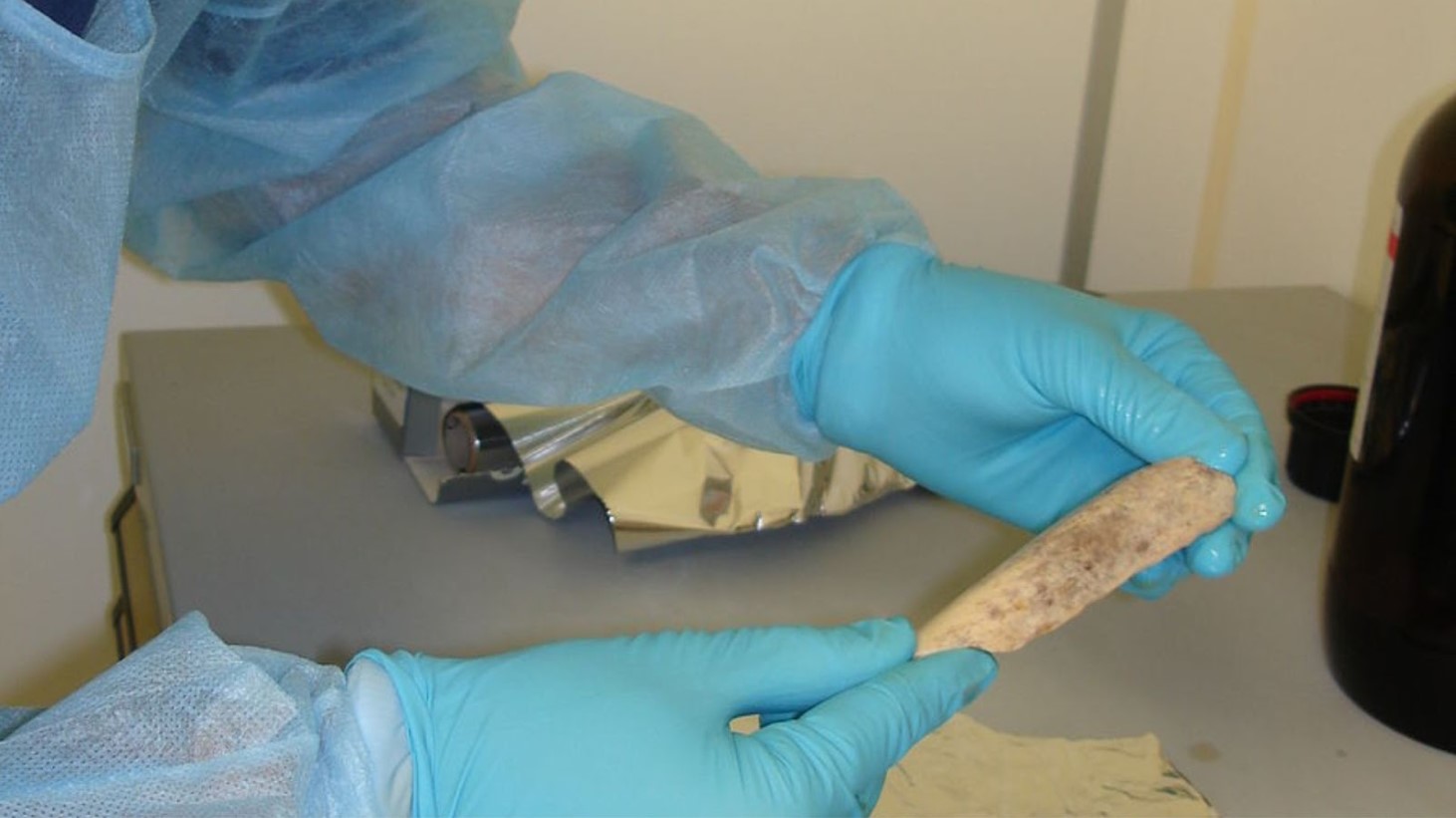 A person wearing blue latex gloves and a protective gown is carefully holding an ancient bone
