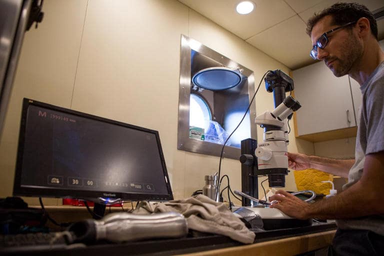 A scientist at the Cape Eleuthera Institute uses a microscope, computer, and imaging software while analyzing the Booralana nickorum.