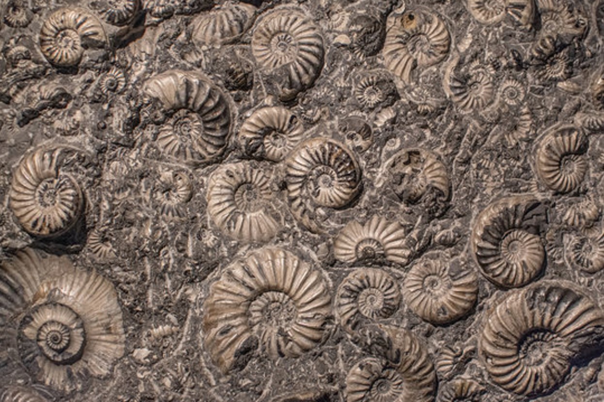 Shell impression fossils on the Earth’s surface