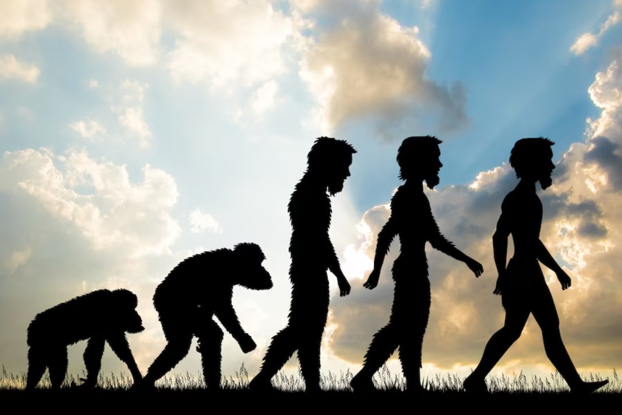 Illustration of human evolution from primates