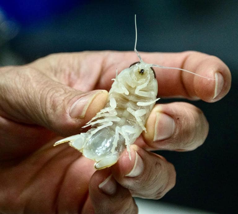 A person holding a Booralana nickorum specimen between their fingers.