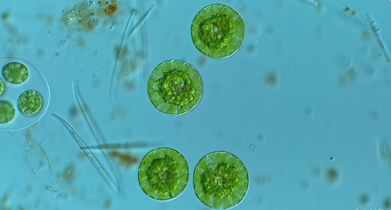 Screenshot of a YouTube video showing the encysting of a microscopic Euglenid
