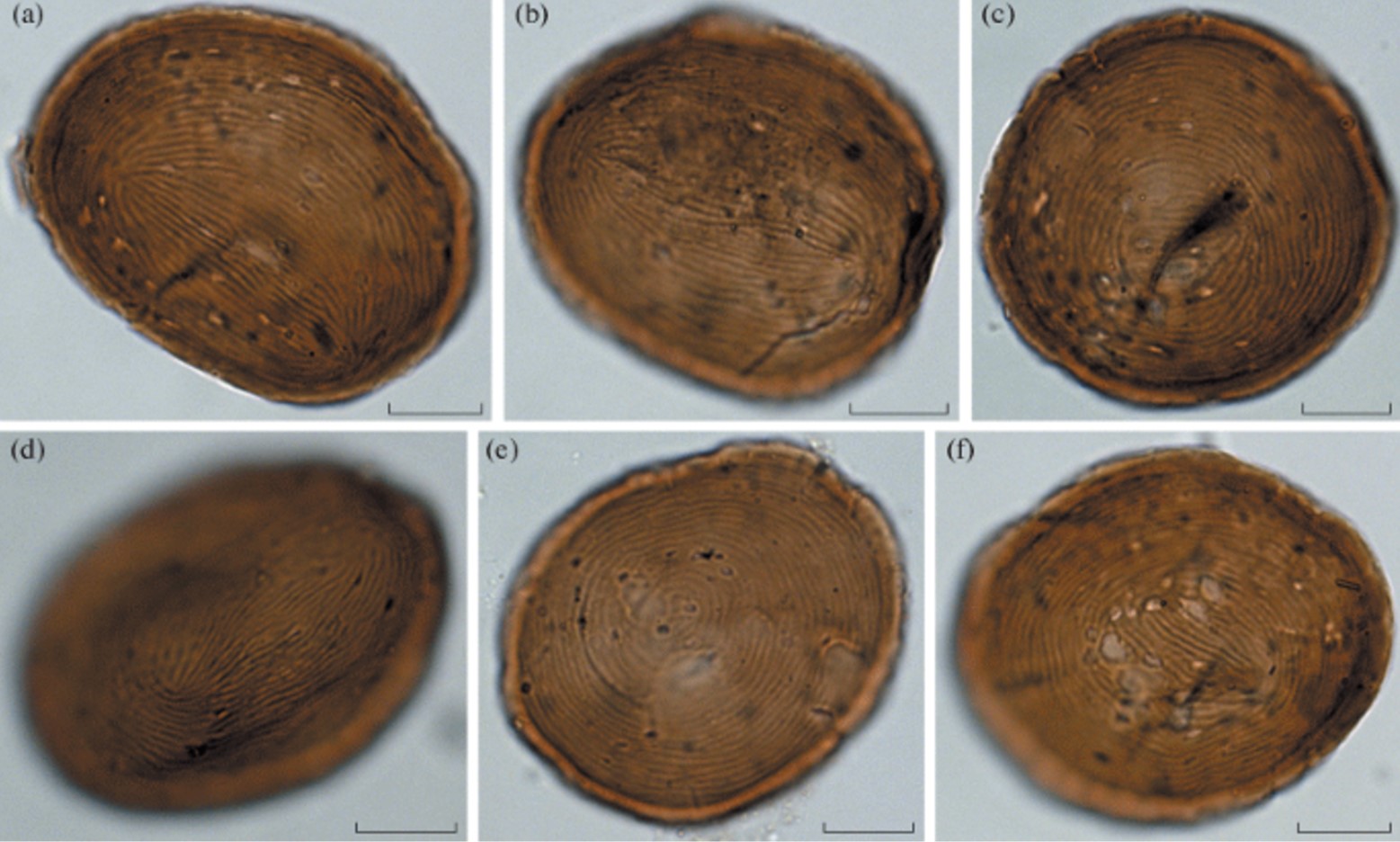 Photograph of several microfossils now understood to be Euglenids