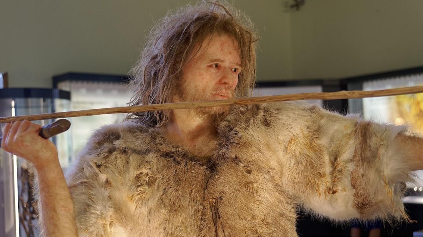 A detailed reconstruction of a prehistoric human, likely a hunter, wearing a fur coat made from animal pelts and holding a wooden spear with a stone tip