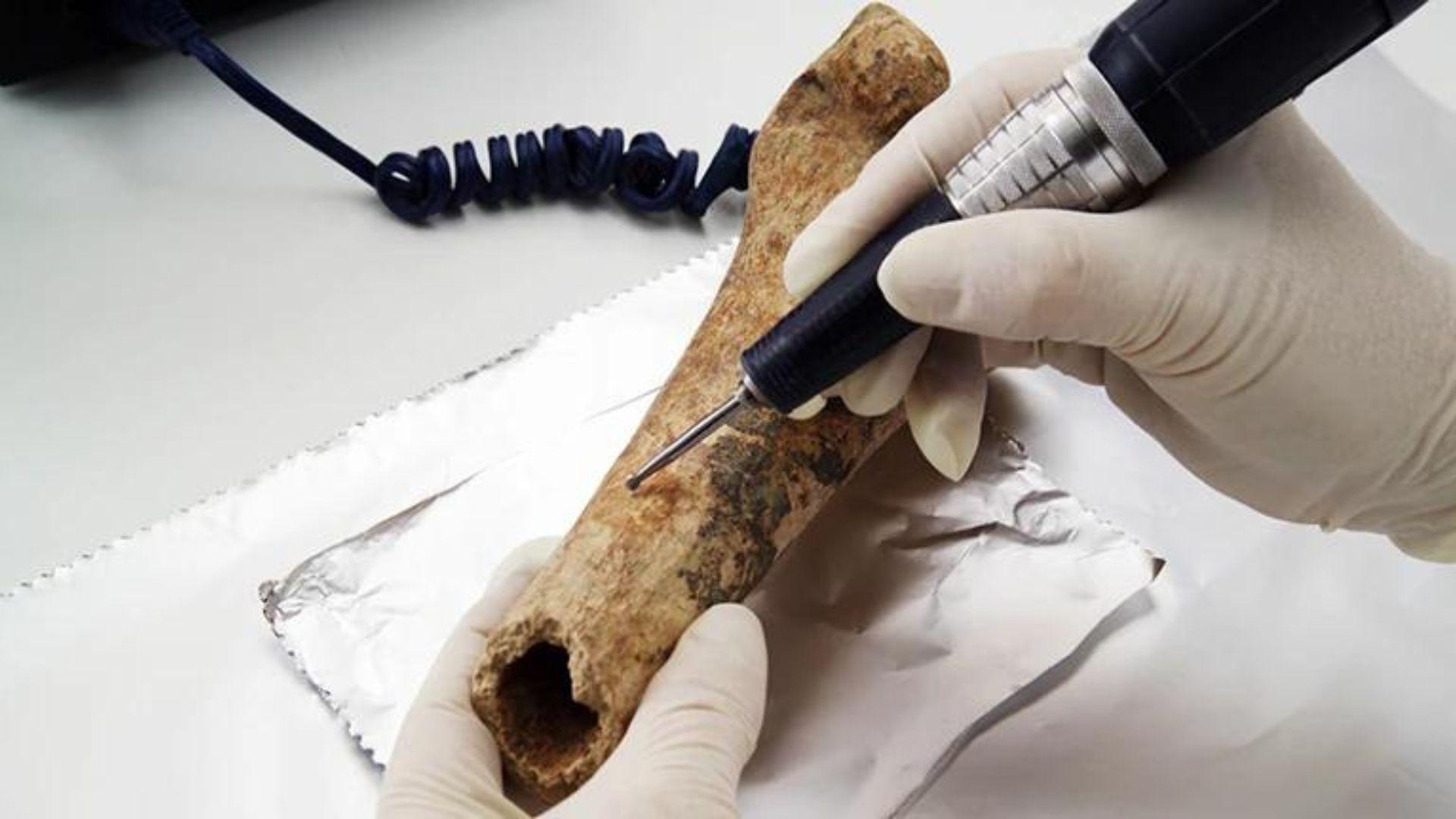 Hand uses an electric tool to conduct radiocarbon dating on a bone
