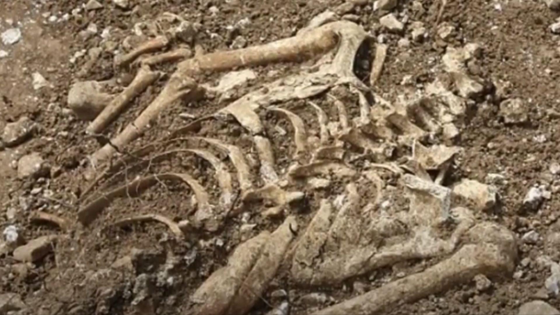 Skeleton in mass grave of 54 skeletons and 51 skulls from the Middle Ages found in a shallow pit in Dorset, England
