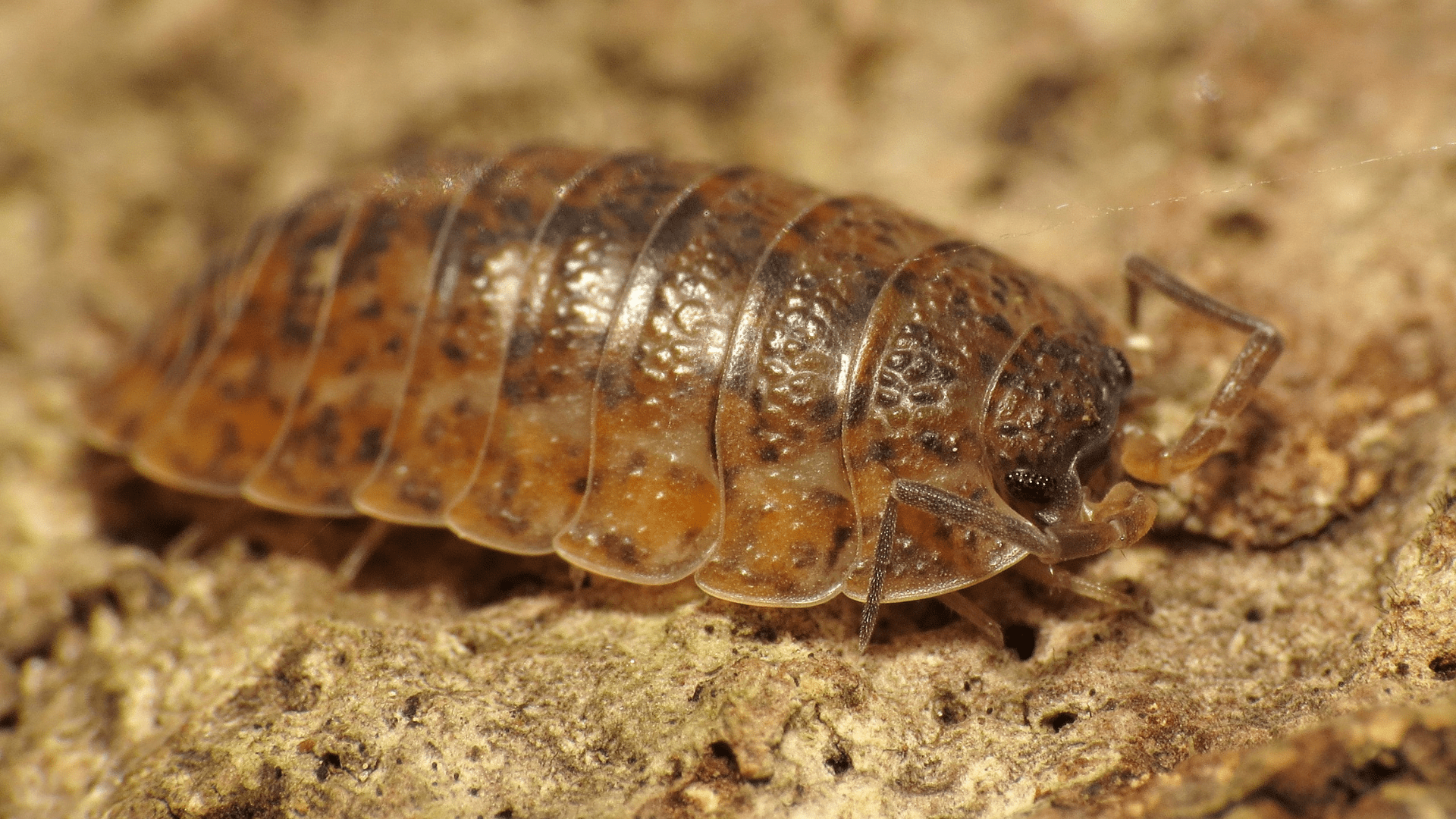A terrestrial isopod crawling along the dirt in a Washington, D.C. park.