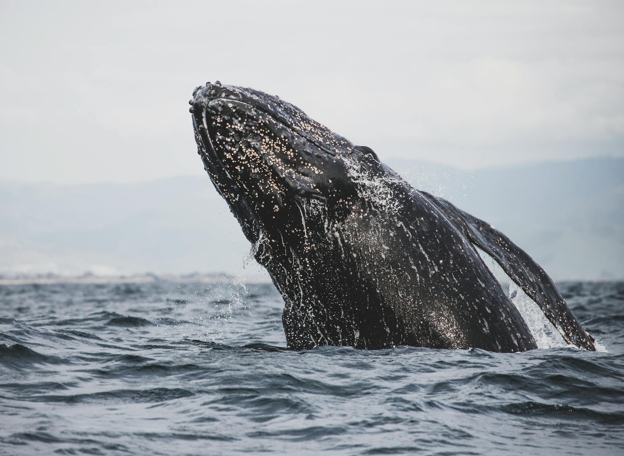 A gray whale coming out of the ocean on a gray day
