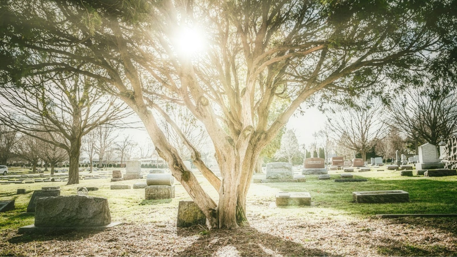 A big tree in a grassy cemetery with sunlight filtering through its branches.