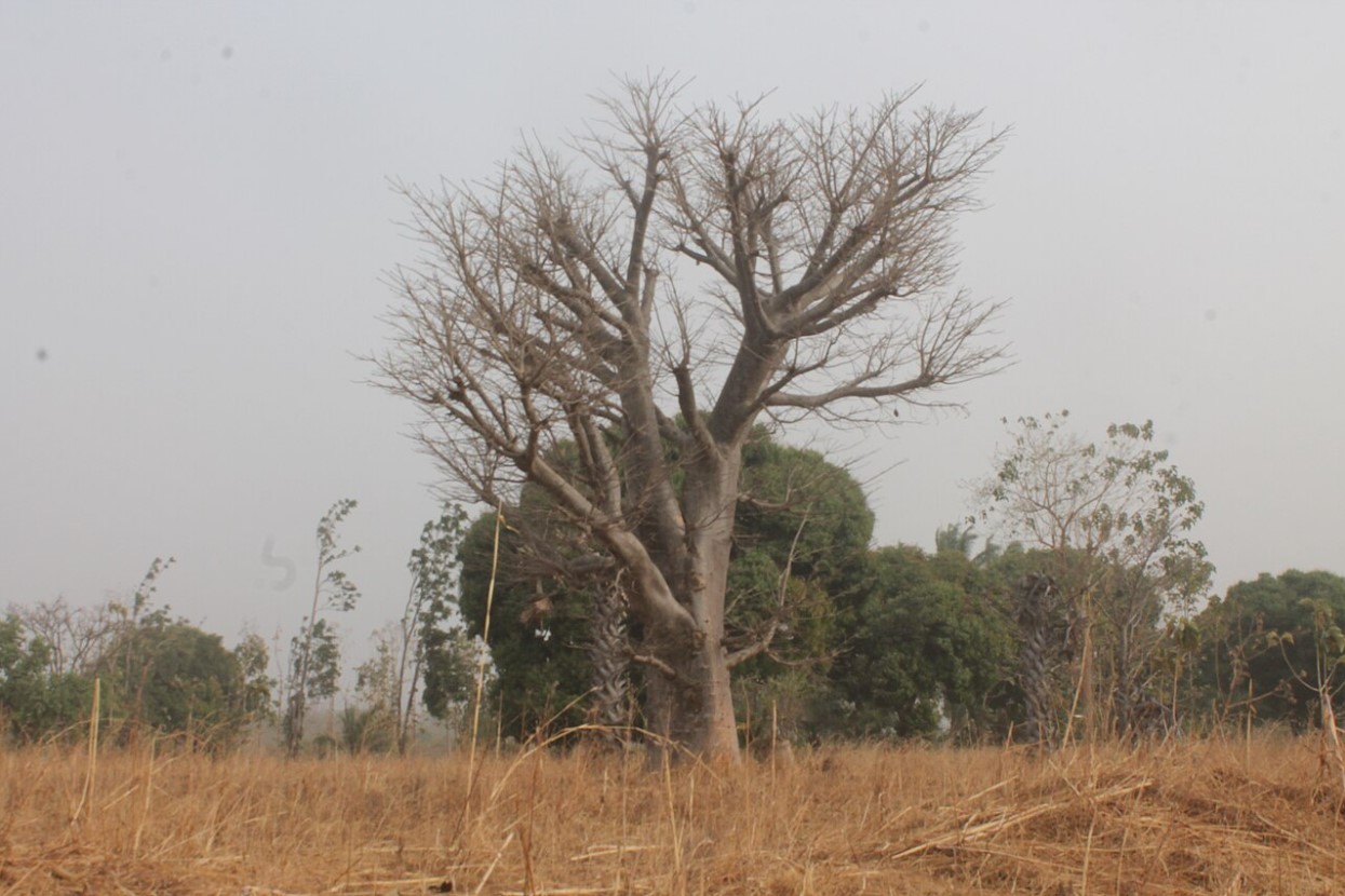 Tree with dry branches, behind other tree's with fresh green branches and leaves in Nigeria