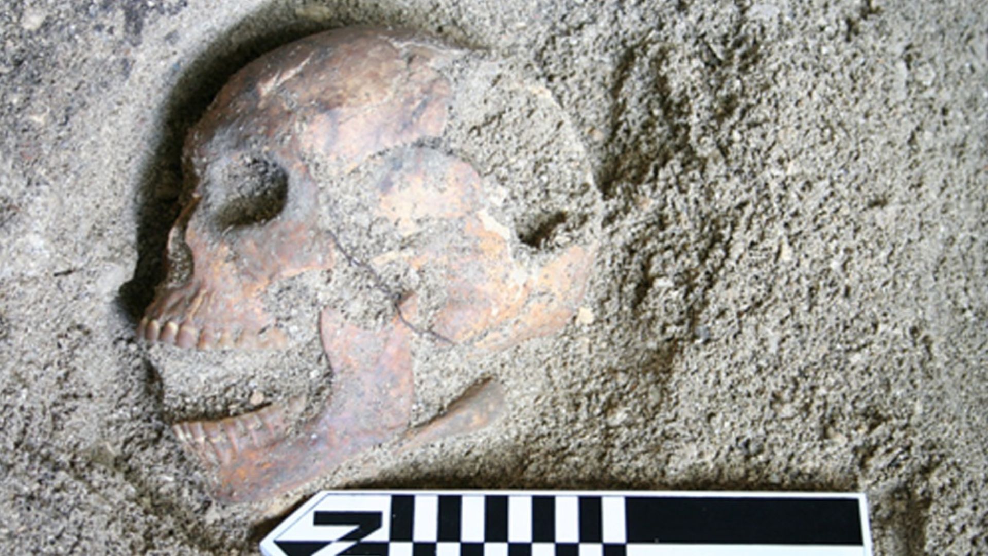An archaeological photo of a fragmented hominid skull partially embedded in soil, showing the left side of the cranium, eye socket, and upper teeth