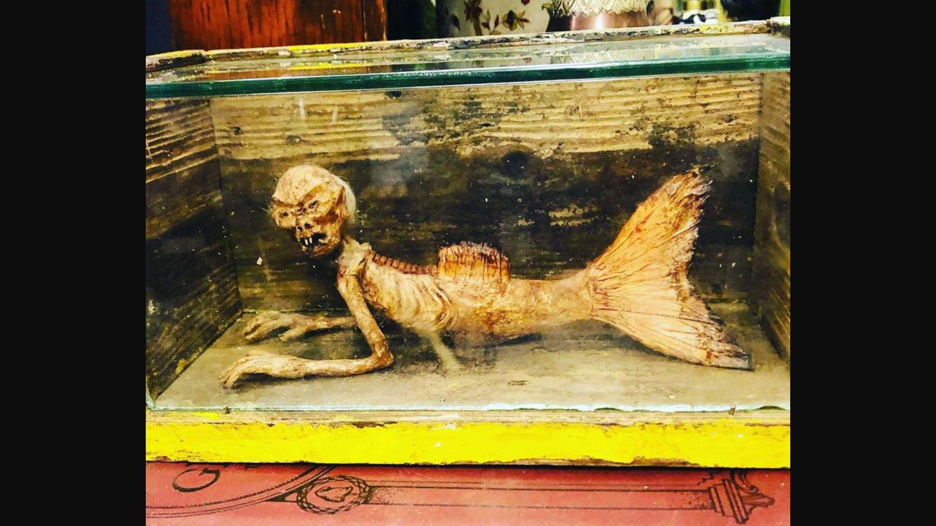 Photograph of a Fejee Mermaid in a glass box