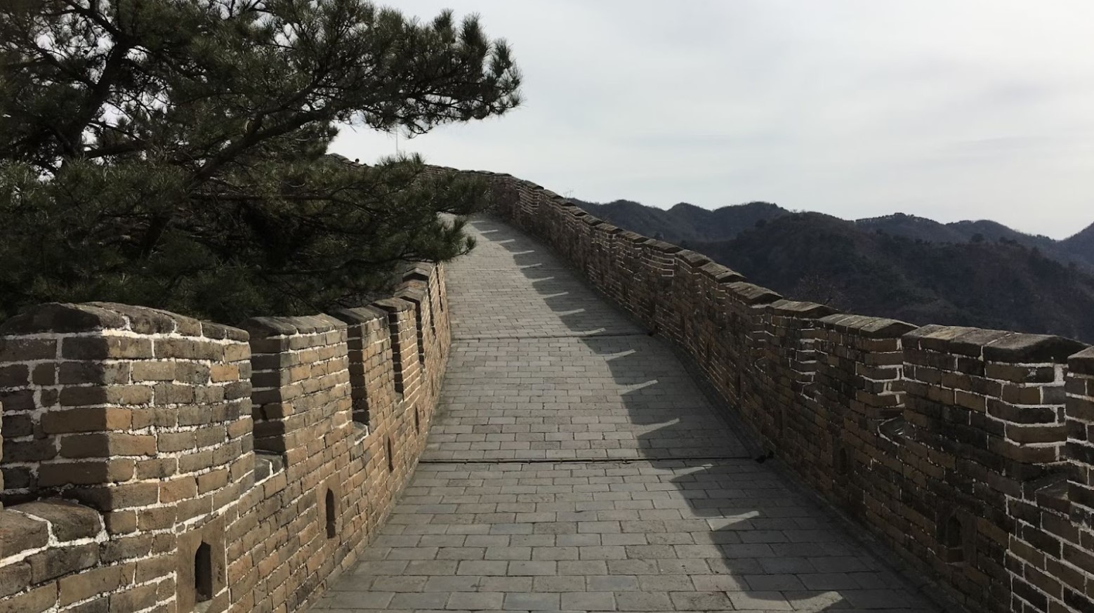 The Great Wall of China from inside the wall. The wall is going up and round and there is a large tree to the left of it.