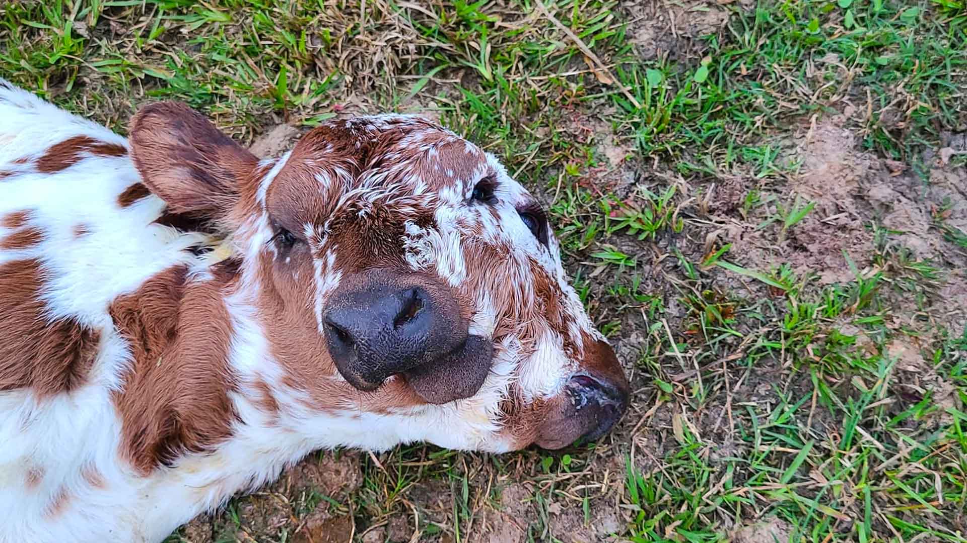 Deux Face calf laying down