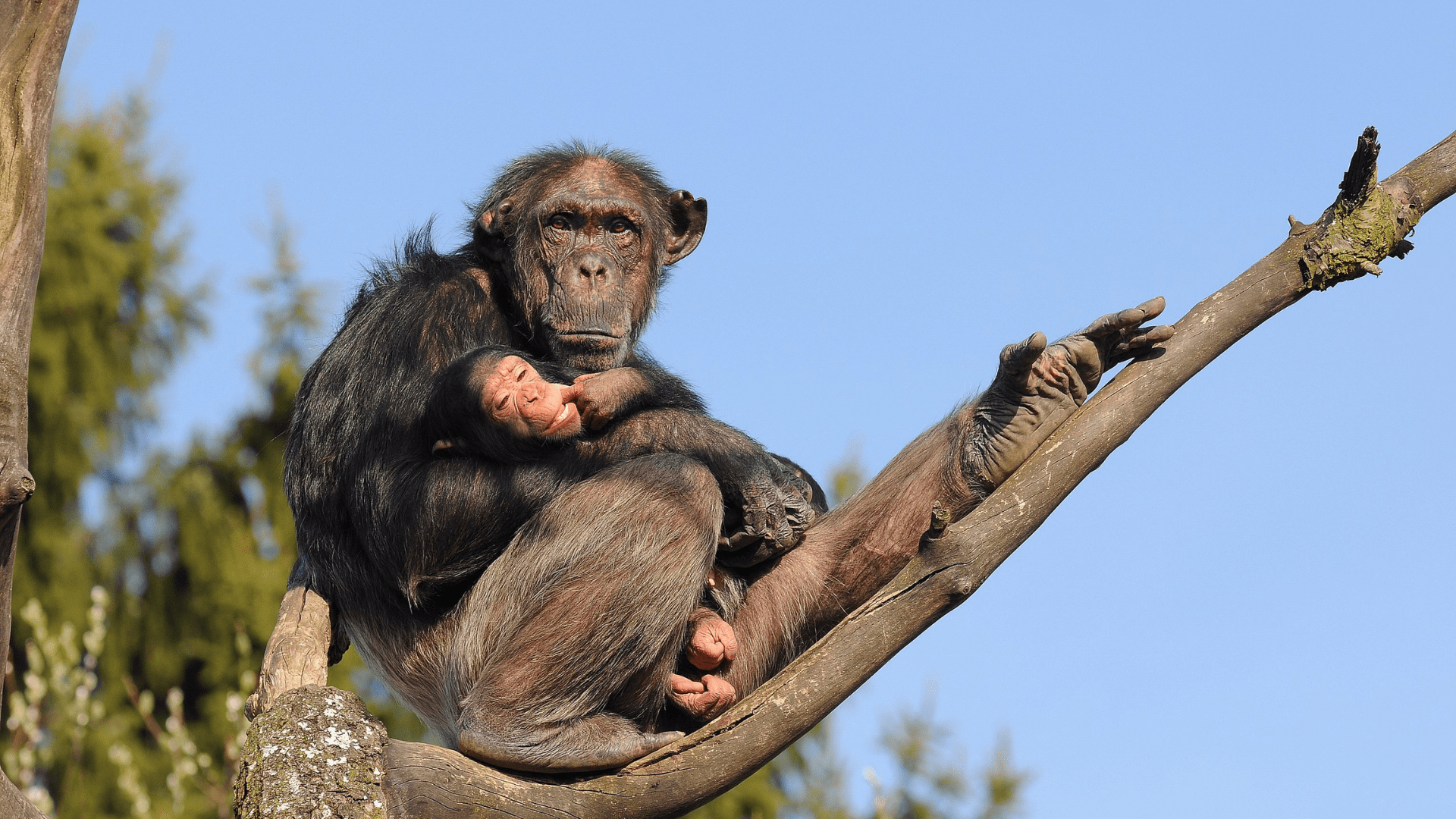 An adult chimpanzee cradles a newborn chimpanzee in its arms while sitting on a long branch.
