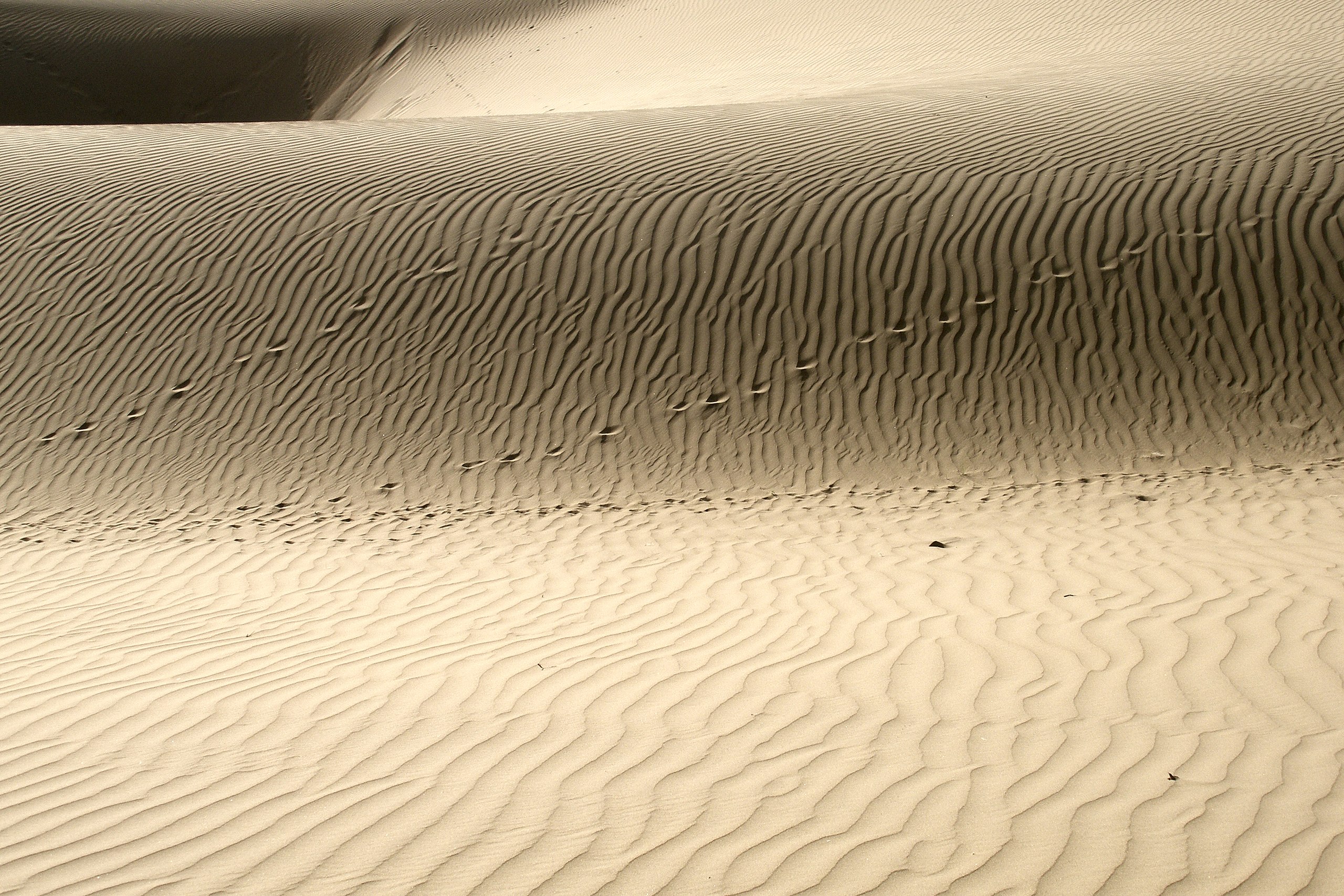 Sand dunes in the Thar desert in India.