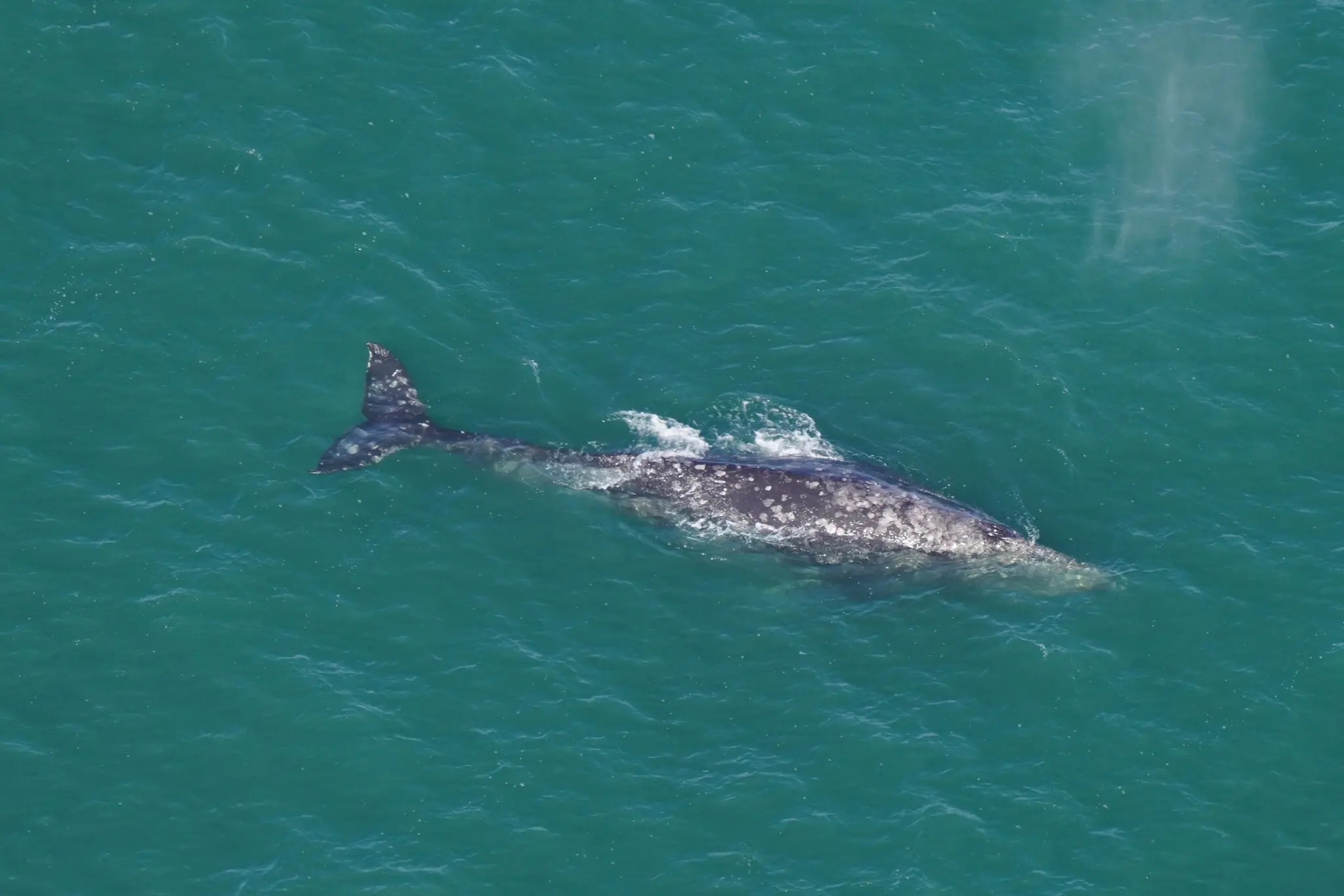 Researchers with the New England Aquarium said a gray whale that was spotted south of Nantucket, Mass., last week is the same one that was observed off the Florida coast in December.