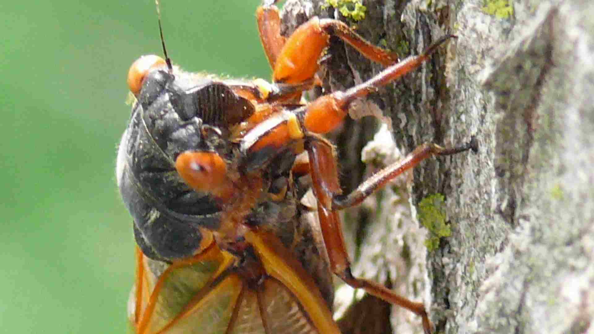 A periodic cicada crawls along tree bark.