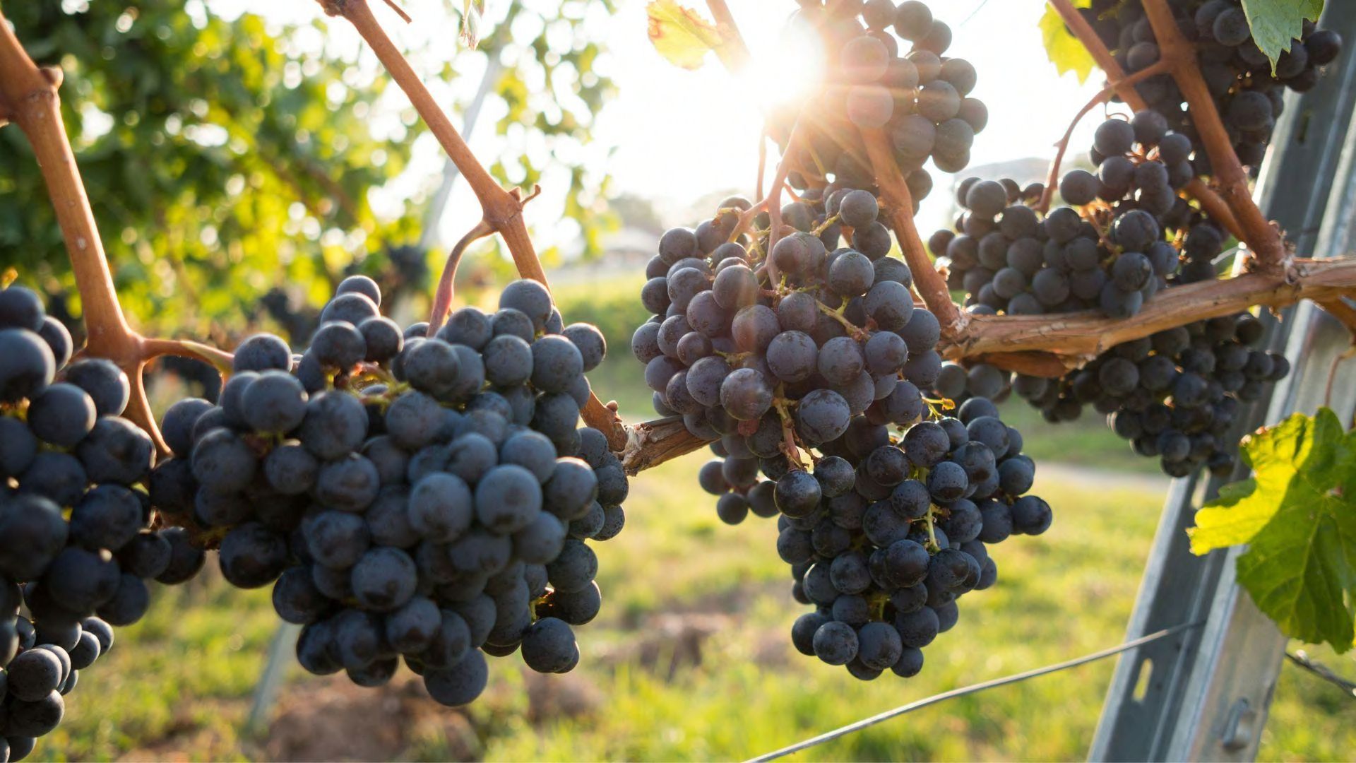 Many bunches of grapes on vines in a vineyard outside in the daytime.