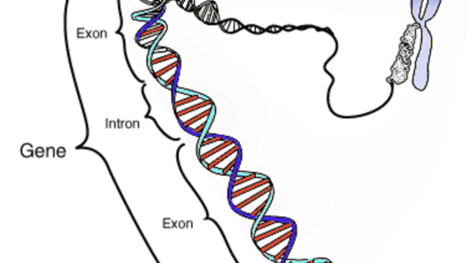 An example of a gene, with various components, including two exons and an intron