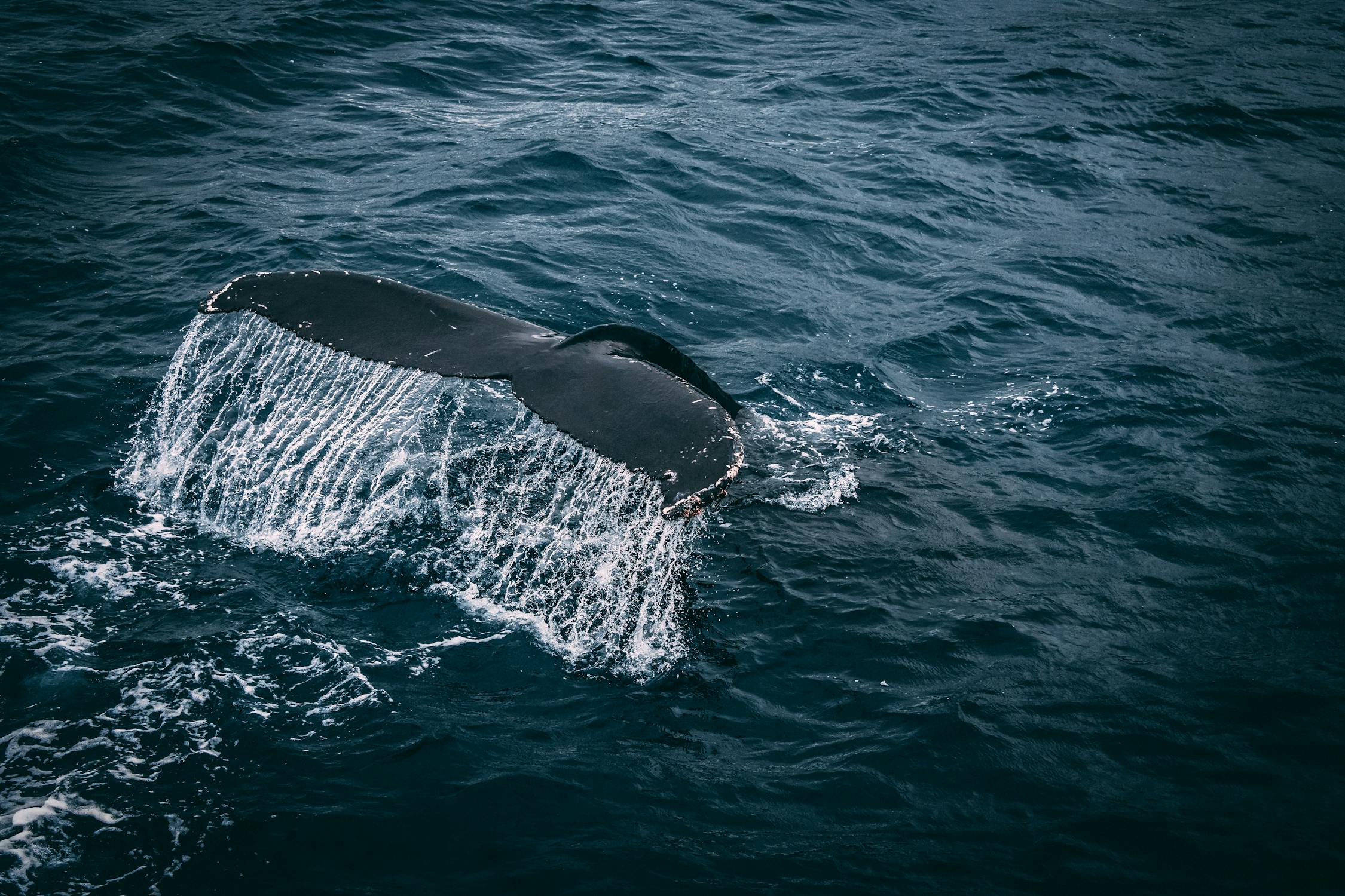 A whale tale emerging out of the water while swimming in the ocean