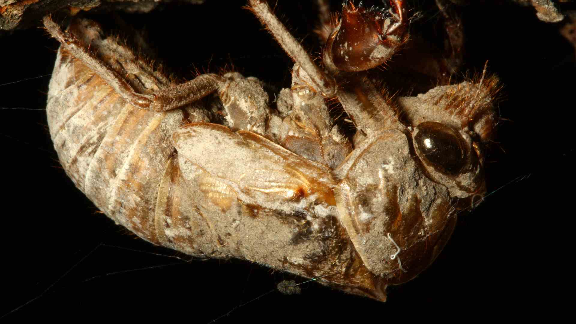 A periodic cicada seen close up.
