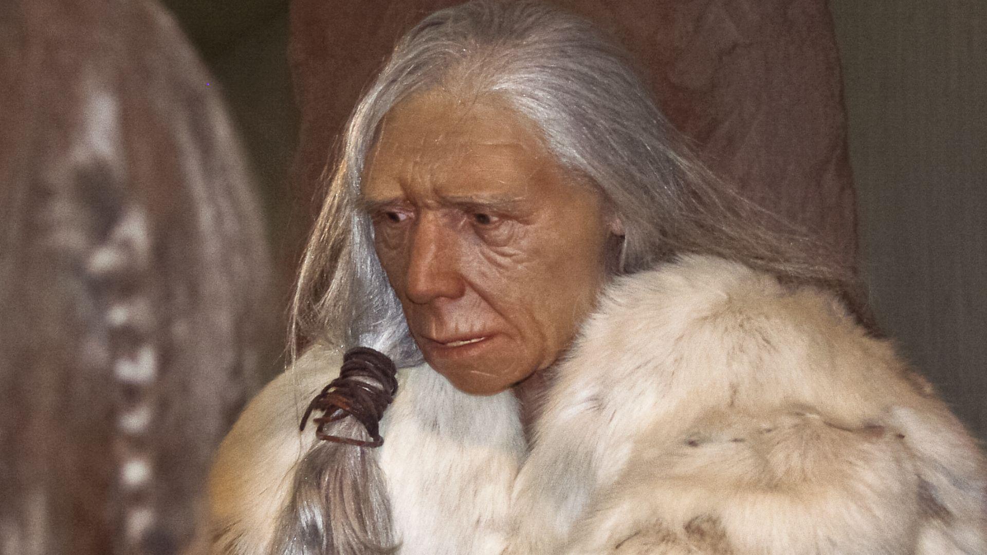 An artistic model of an old Neanderthal woman in a museum.
