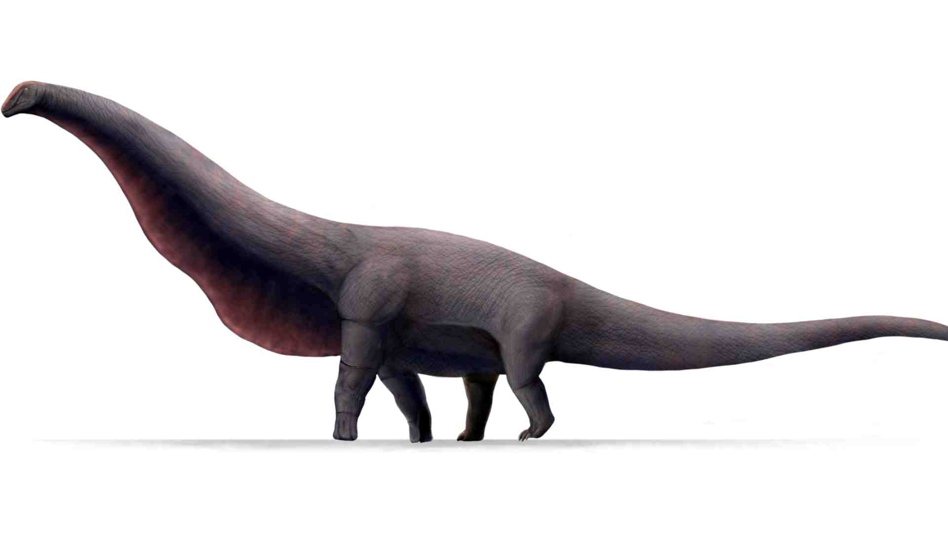 An artist rendition of the Titanosaur genus.
