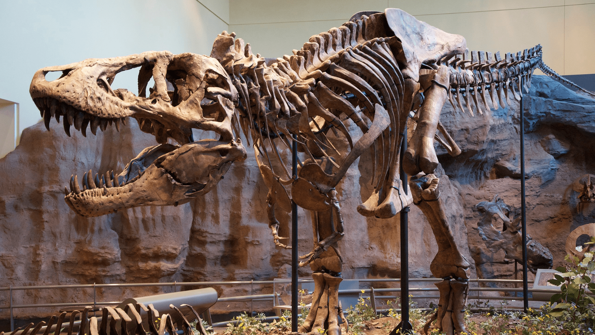 Tyrannosaurus rex holotype specimen at the Carnegie Museum of Natural History, Pittsburgh.