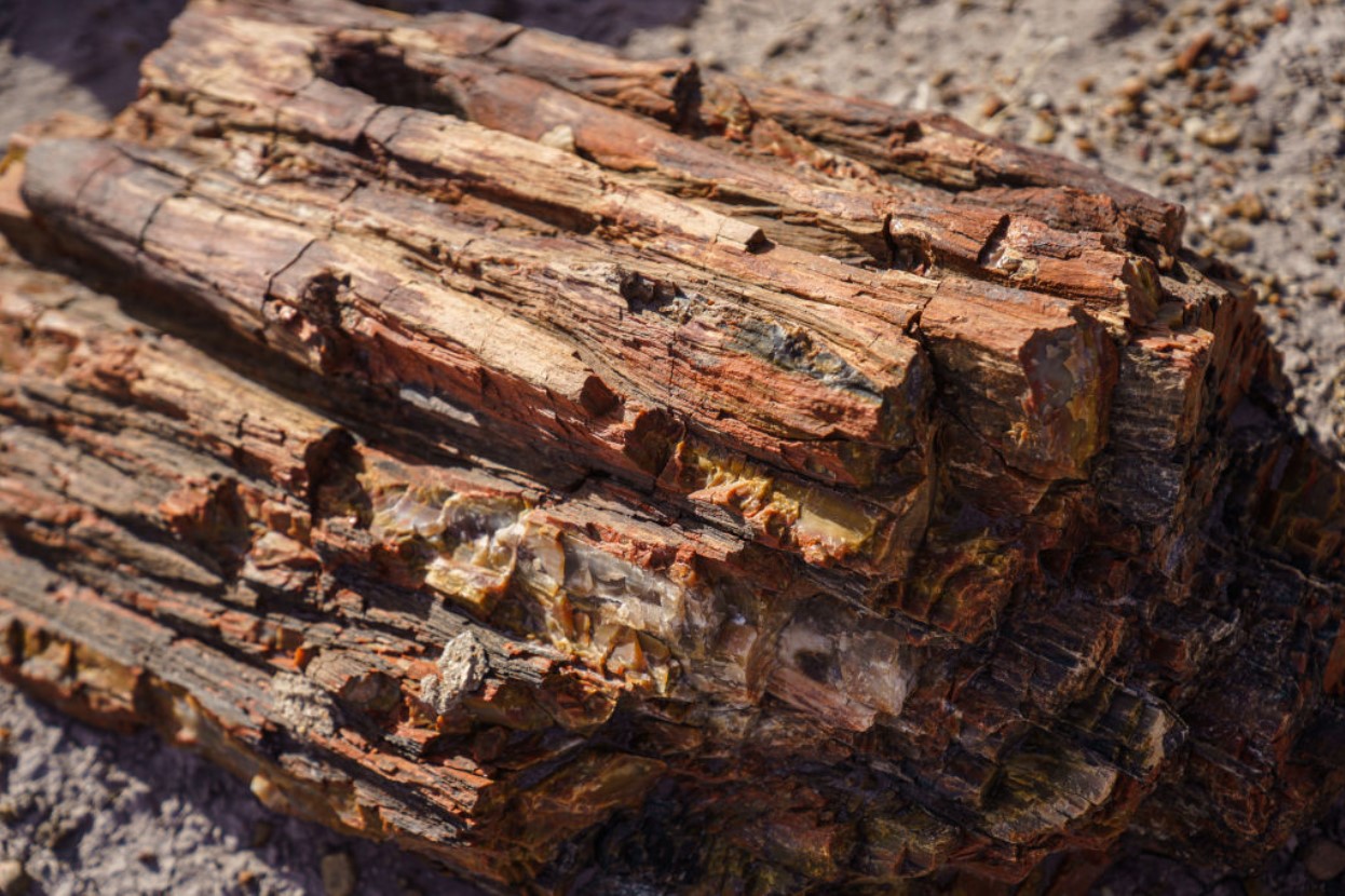 Fossilized or petrified wood dots the landscape at Petrified Forest National Park