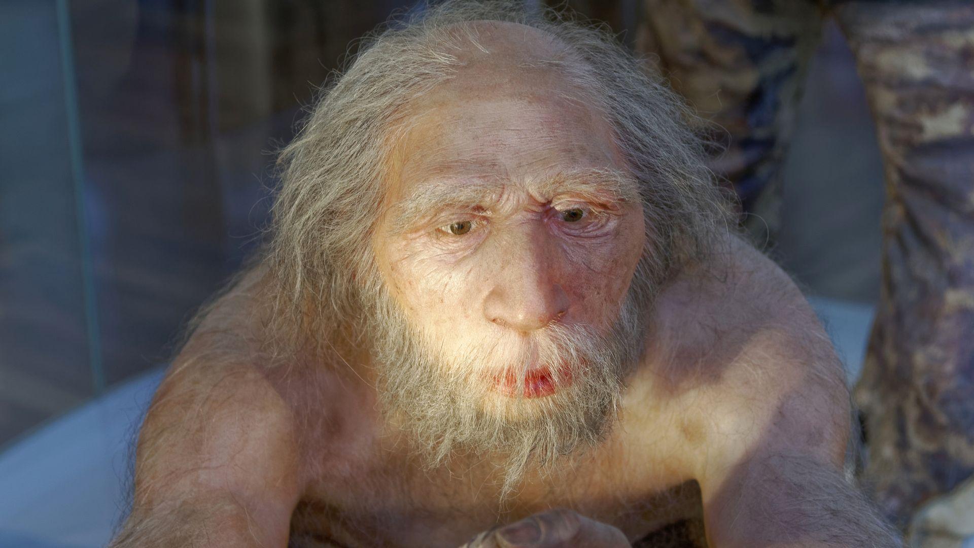 An artistic model of a Neanderthal elderly man in a museum.