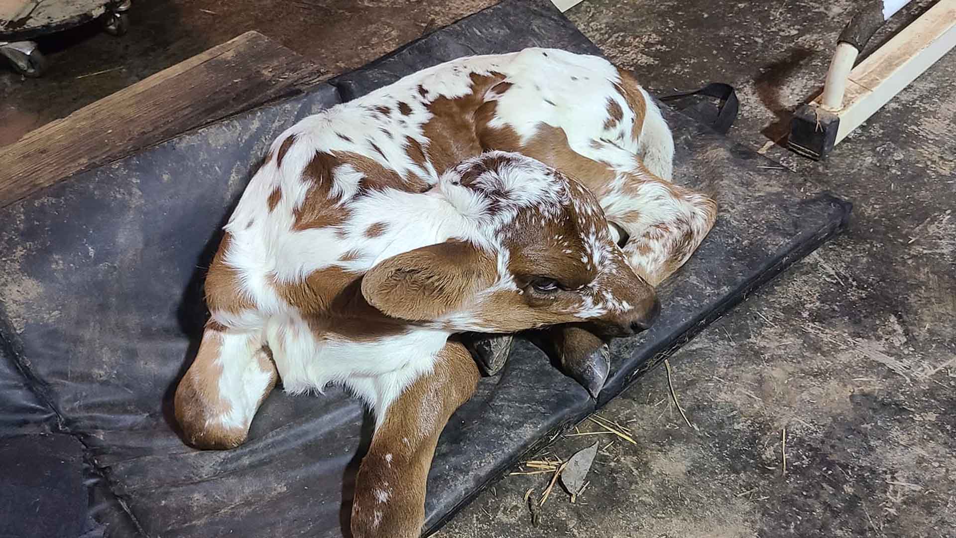 Deux Face calf laying down