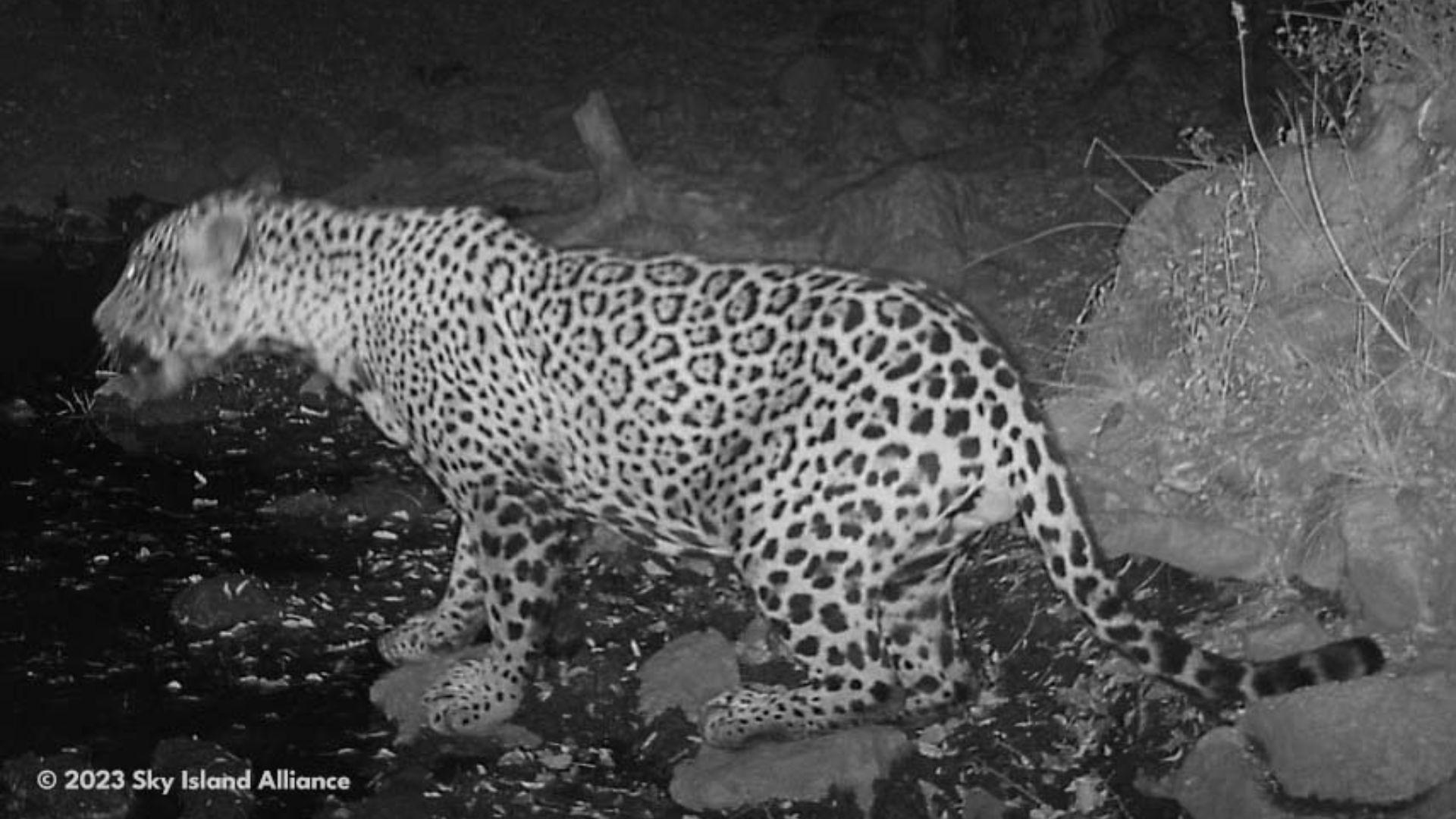 A black and white image of a jaguar taken at night with a night vision camera. The jaguar is walking to the left with its head turned slightly towards the ground, displaying its spotted coat