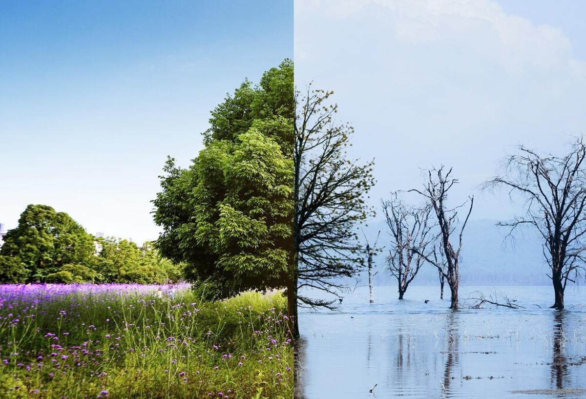 Illustration depicting climate change with one scene of a lush field and trees and another of dead trees flooded by water