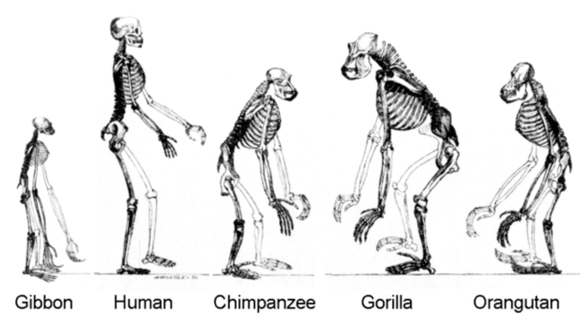 An example of different skeletons of various species, which are gibbons, humans, chimpanzees, gorillas, and orangutans.