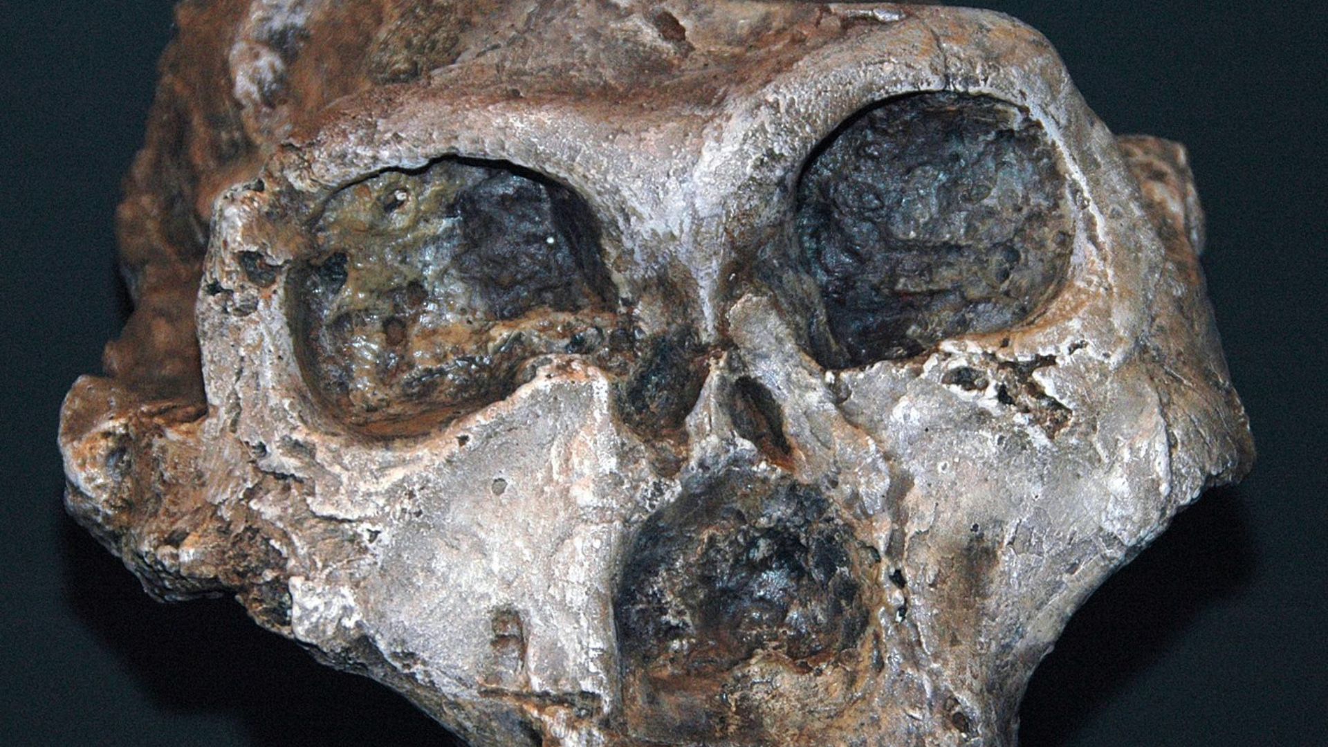 Close-up view of a fossilized hominid skull displaying prominent brow ridges, deep eye sockets, and a weathered surface