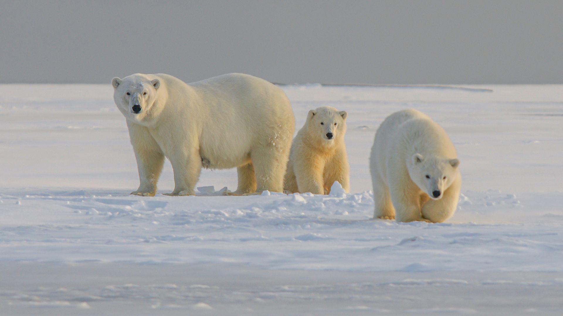 Three polar bears seen walking on ice in the daytime.