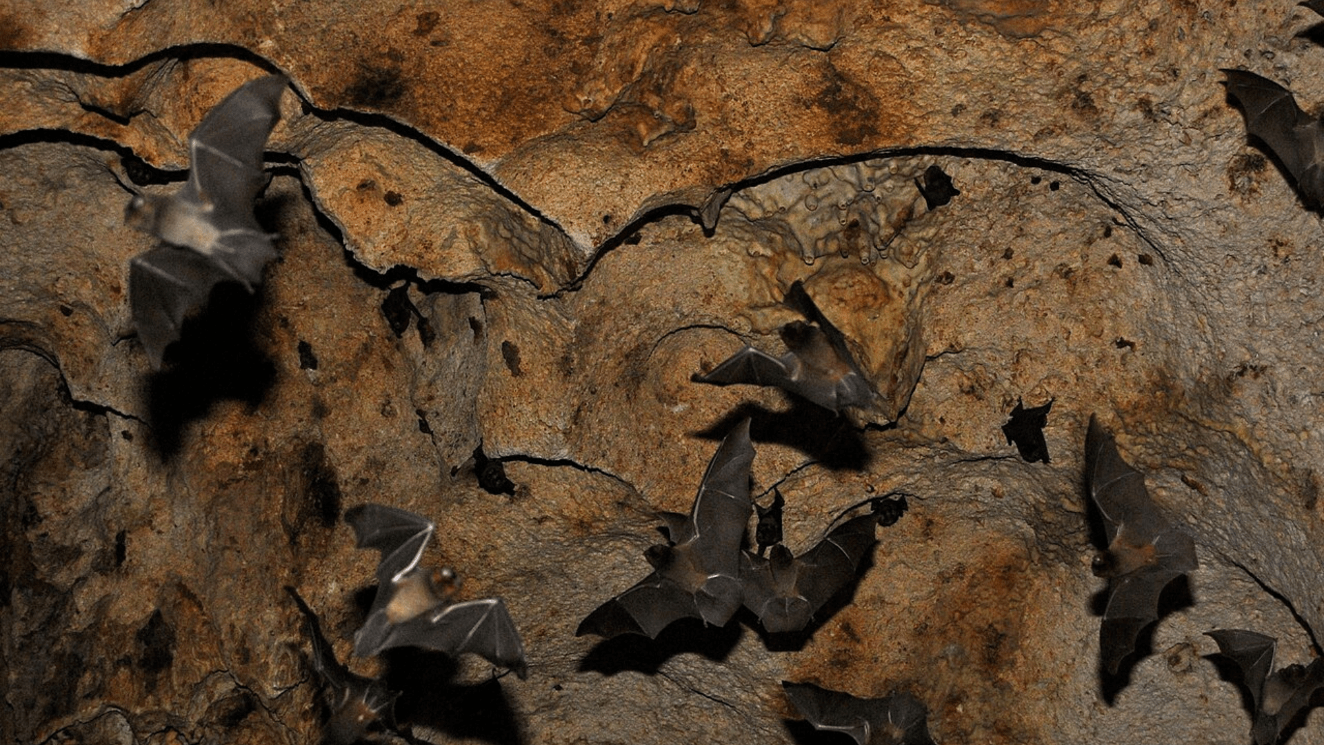 Bats flying around in a lit cave in Aruba.