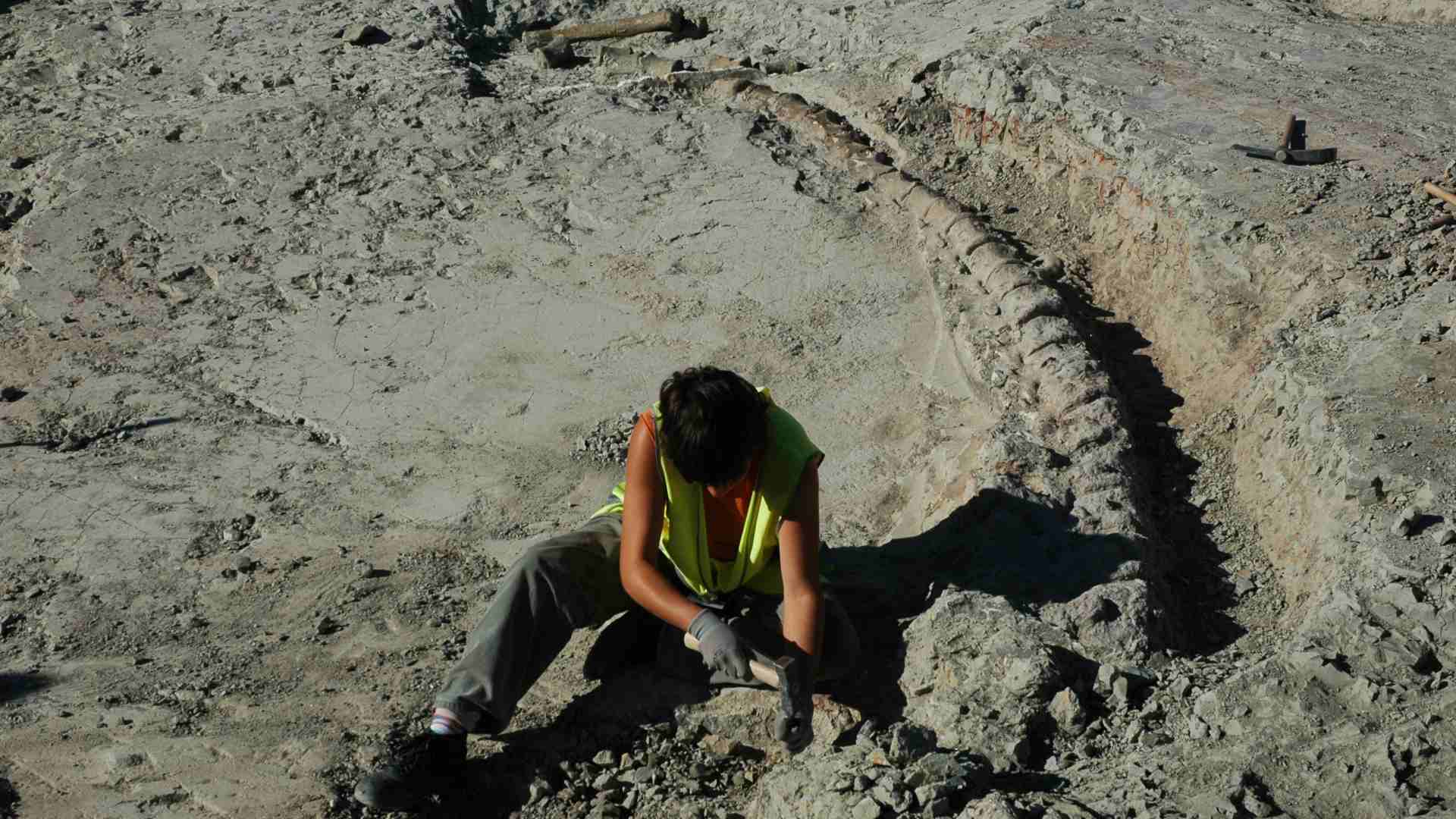 A person digging out a Titanosaur fossil.