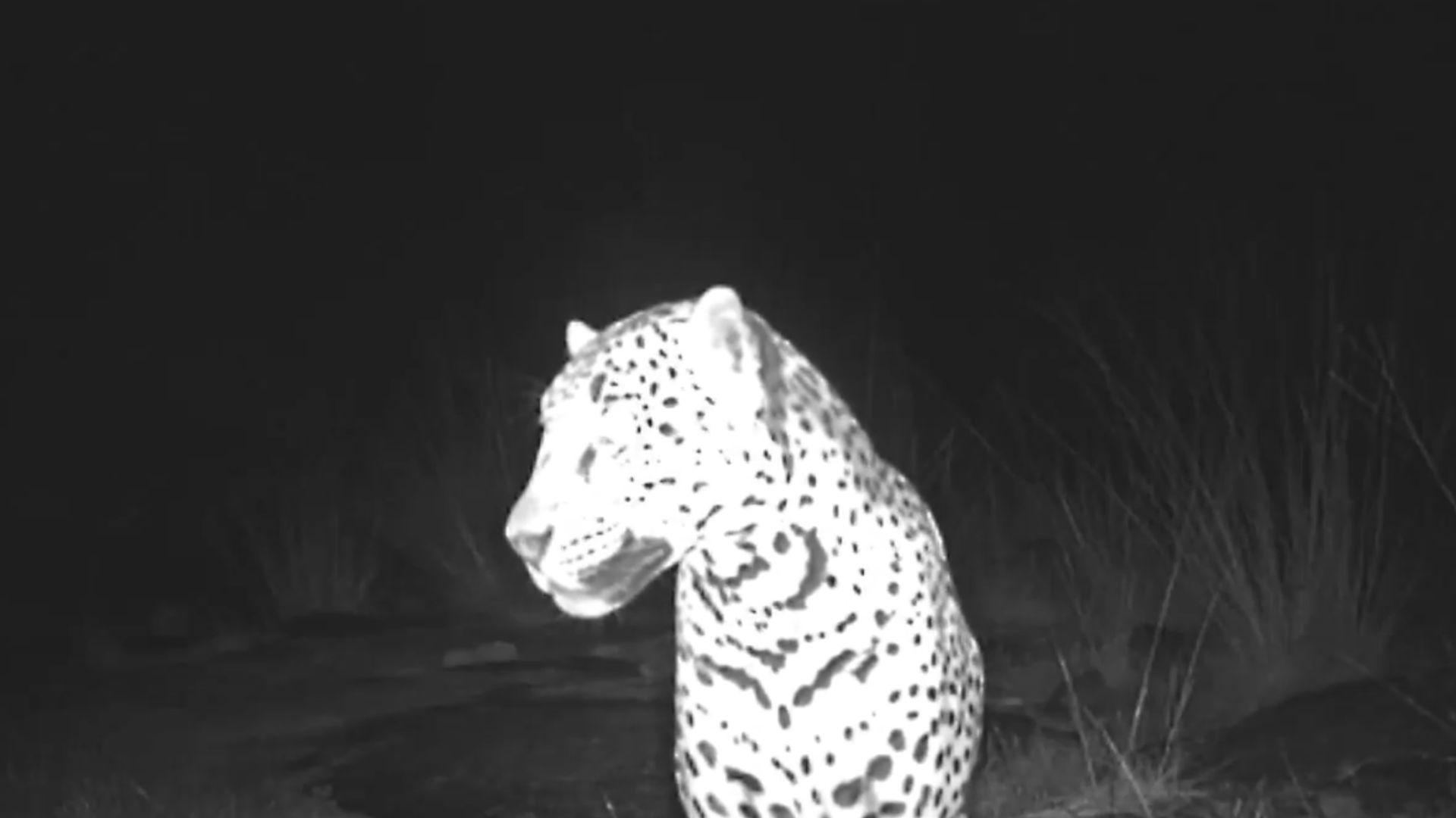 A black and white image captured in night vision, showing the profile of a jaguar's head and upper body. The jaguar is facing to the right with its spots and patterns clearly visible against its fur. The background is dark
