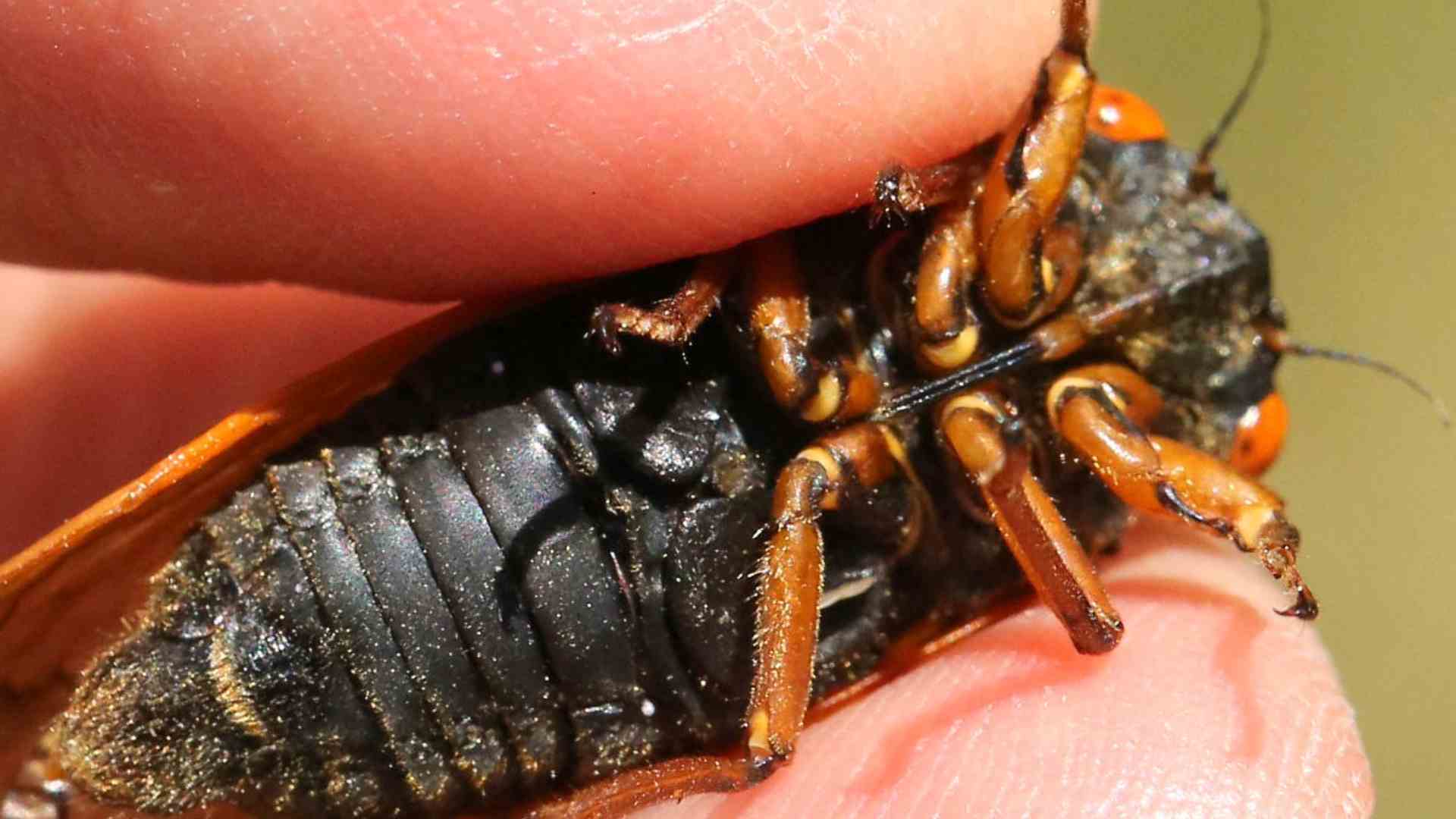 A periodic cicada held between a persons figners.