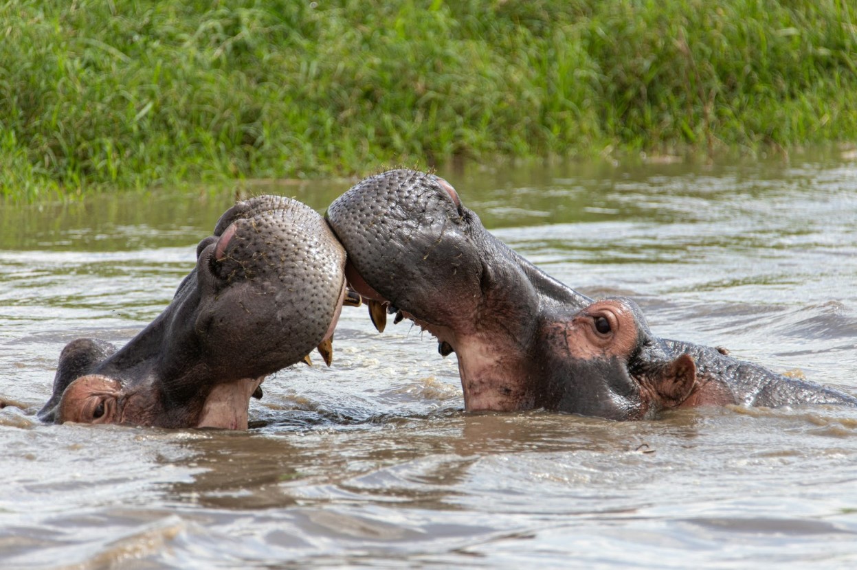 Two hippopotamus in the water with their mouths open
