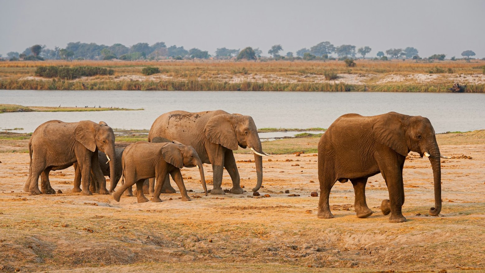 A herd of elephants walking through the land