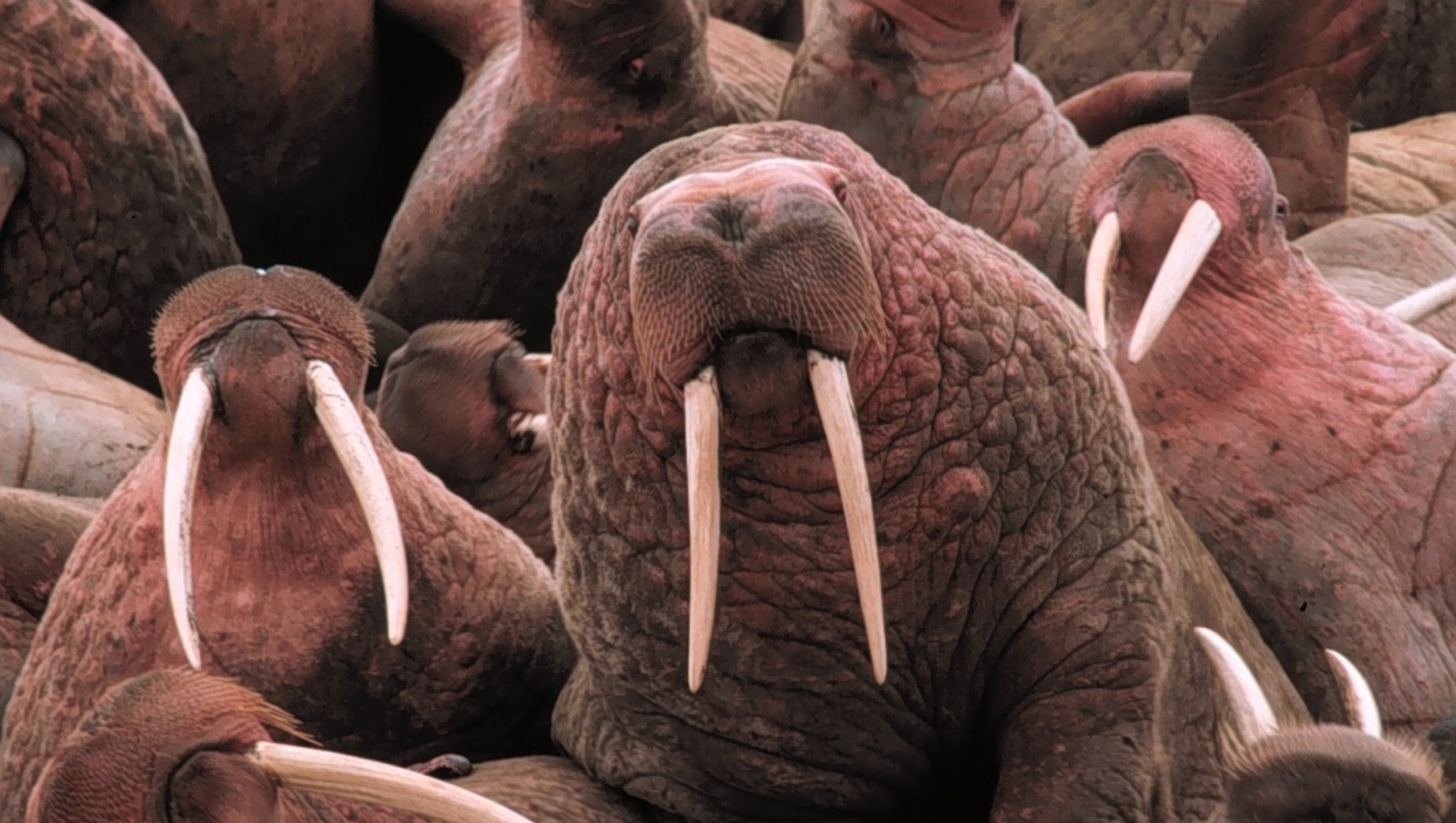 A group of walrus laying on top of each other on a shore