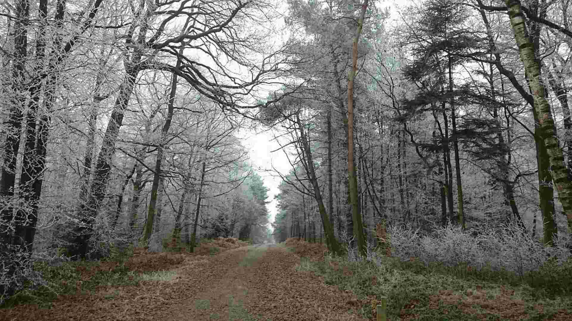 A photo of a forest in France.