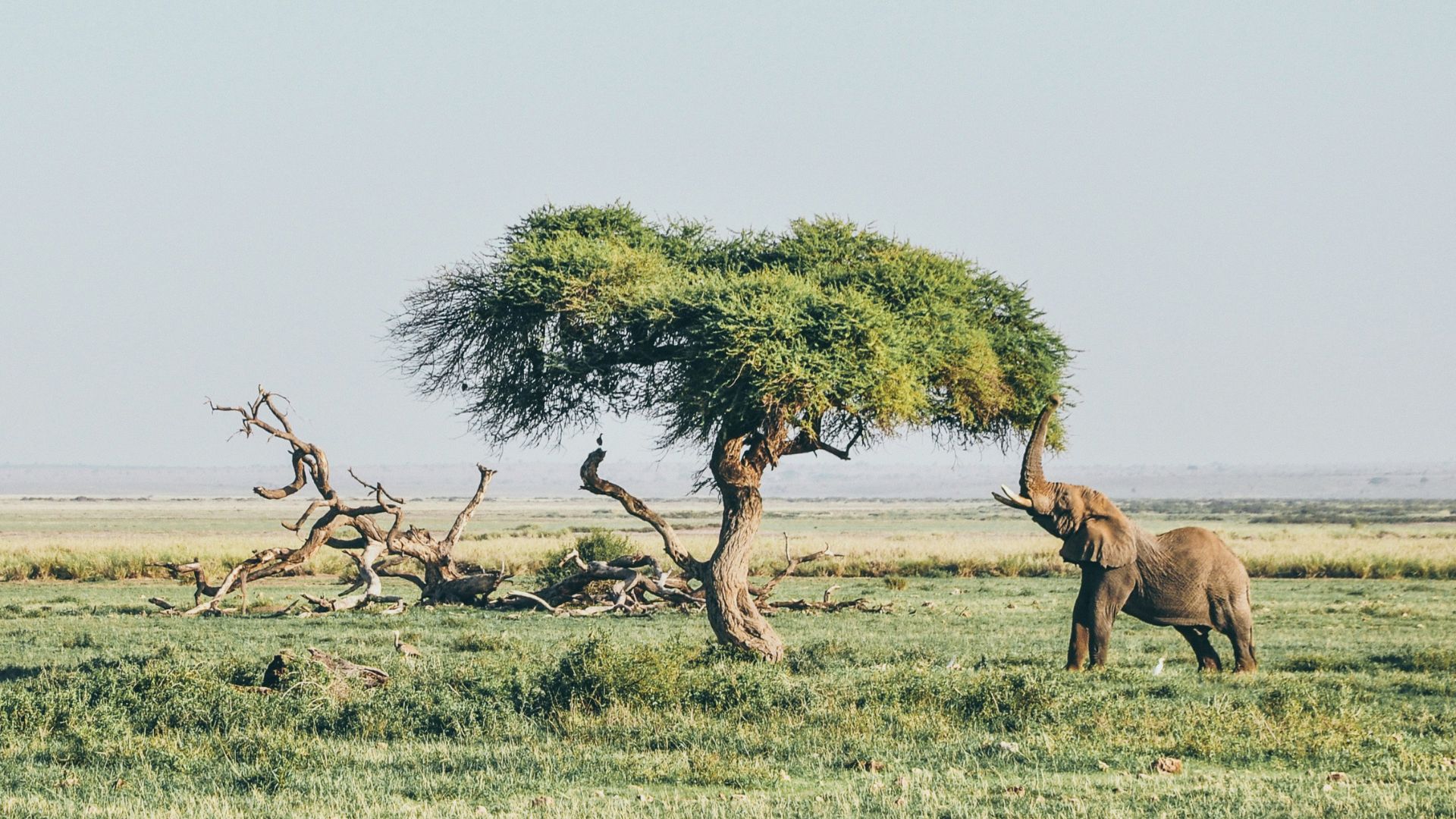 An African elephant stands on the grassy savannah, reaching up with its trunk to feed from the branches of a lone tree with a lush green canopy