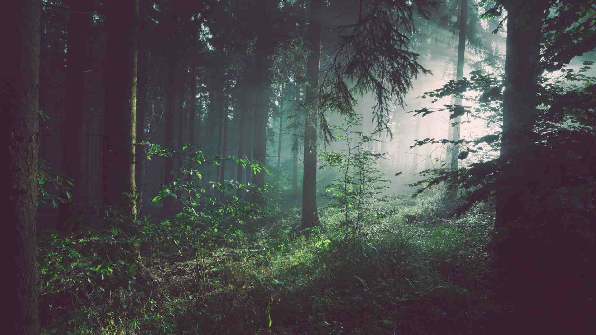 Light shining through a dark forest.